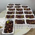 تين ماشاءالله