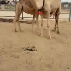 للبيع عشراء جذعه