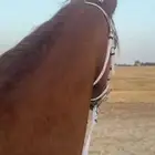 حصان شععبي شييخ