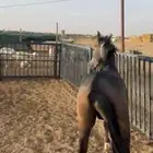 حصان مهر للبيع