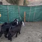 جفرات تب التب والبيع جمله وتفريد ويتوفر خدمة تقسط تمارا