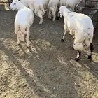 طليان مناسبات