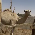 قعود للبيع