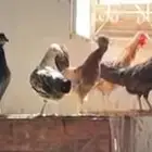 دجاج بشاير عربي