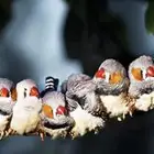 عصافير زيبرا للبيع