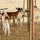 معزاء بيشيات