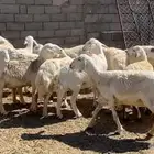 ضان حريات حرش مقاني طيبات