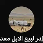 السلام عليكم حياكم الله قروب الإبل و الغنم و المعدات