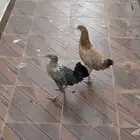 دجاجتين للبيع