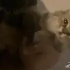 قطه للتبني