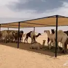 مضلة الابل
