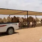مضلات