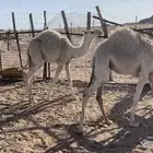 قعود وبكره عمرهن 7 شهور