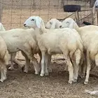 20 رخيل حريات جذعيات بالقنفذة