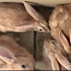 عارض لكم ارانب للبيع النواع بلدي احجام كبار ودفيع وشرط