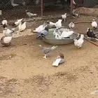 عشه حمام بلدي