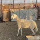 للبيع رخل صنف توها قالعه ثنيتها