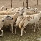 50 ضان حريات عياله 37 بالقنفذة