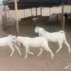 تيوس طيب اعمارهن 6 شهور