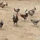 دجاج