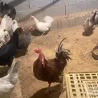 دجاج بلدي بياض انتاج المزرعه بنات بعضهن اكثرهن ترقيد