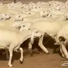 حريات نجد