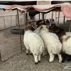 طليان جبره