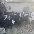 للبيع جفرات عدد 18