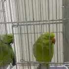 زوج ببغاء الدرة