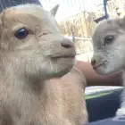 تيوس قزميه للبيع