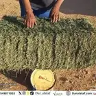 برسيم صافي جوندير