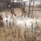 تيوس جذعان سلخ وتوصيل
