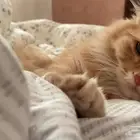 قط شيرازي برتقالي للتبني  خمس شهور