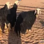 شياه نجد تامات بريات حيل نظيفات منوة الي بيذبح او يقني