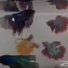 عروض قويه على اسماك الفايتر بجملة الجمله