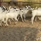 جفار بيشيات صنف الصنف كحل
