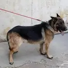 جرو جيرمان