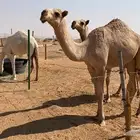 بكار شقح و وضح