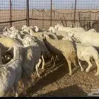 غنم للبيع حريه