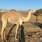 بكره