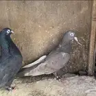 حمام قطايف جوز