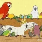 فندقه طيور يوجد تبني جميع الطيور