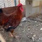 دجاج براهما