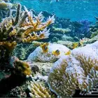 رحلات بحرية ( كوارم ) ثول