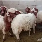 خرفان نعيمي جذعان