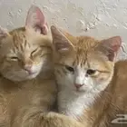 قطط ذكور للتبني