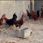 ديكه فرنسي عمرهن 7شهور كلهن جروم العدد7 الموقع غطي