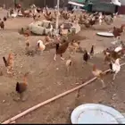 دجاج بشاير4 اشهر