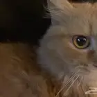 قطة شيرازية انثى للتبني