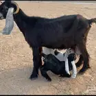 معزا متابيع عوارض صنف 2تحتها 3 تيسين وجفره